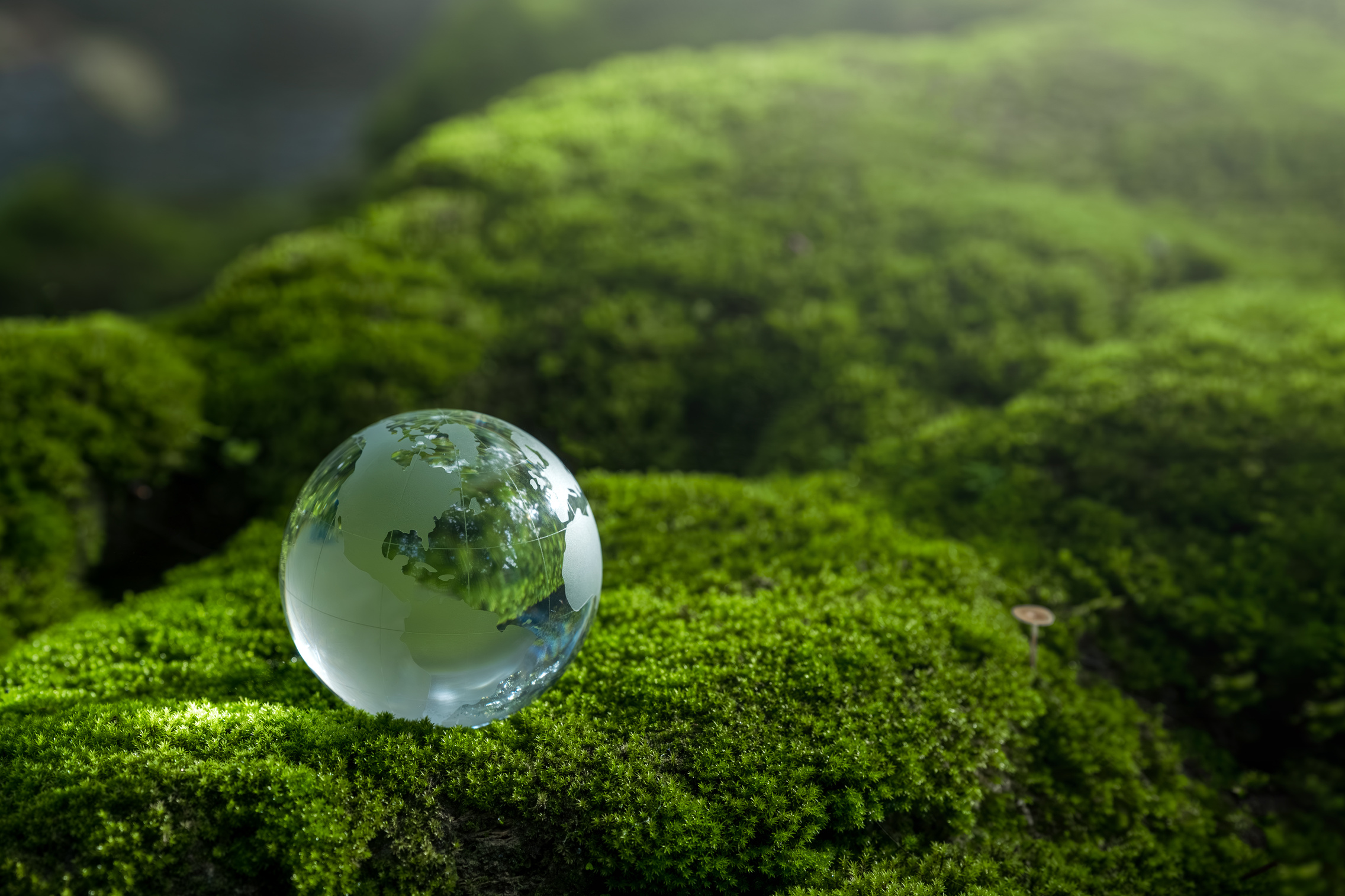 Environmental concept - Crystal Earth on forest moss with fern and sunlight - environment, save clean earth, net zero, esg ecology concept. Earth day banner